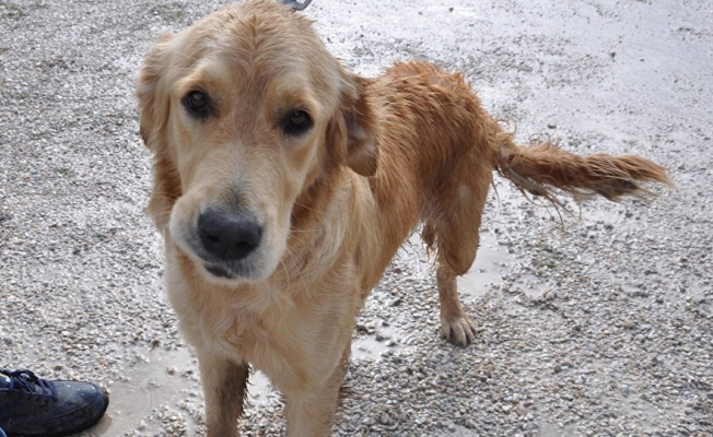 FETÖ kapsamında el konulan at ve köpek satıldı