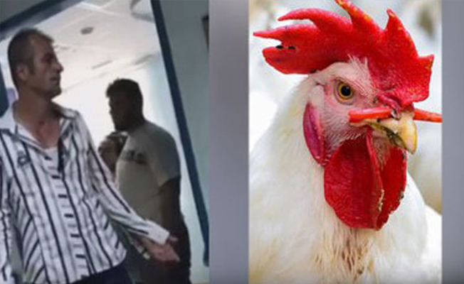 Tavuğunu pansuman için hastaneye götürdü!