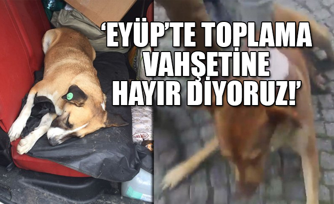 Hayvanseverlerden eylem çağrısı