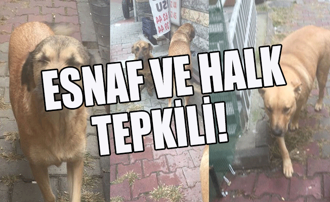 Eyüp Sultan Belediyesi bu defa bakımı gönüllülerce yapılan köpekleri topladı!
