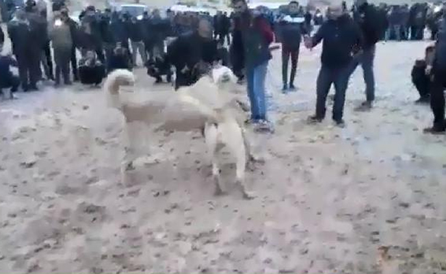 Adıyaman'da köpek dövüştürenlere operasyon