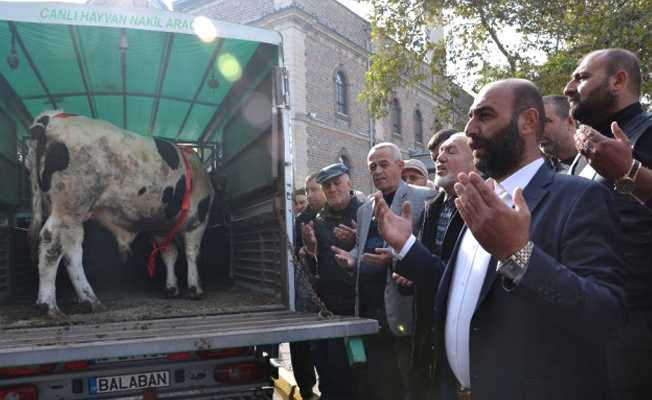 Balıkesir Belediye Başkanı istifa edince kurban kestiler