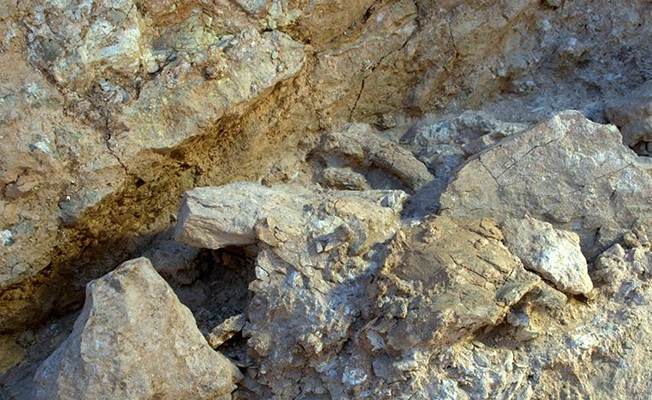 Çin’de yeni bir tür dinozor fosili bulundu