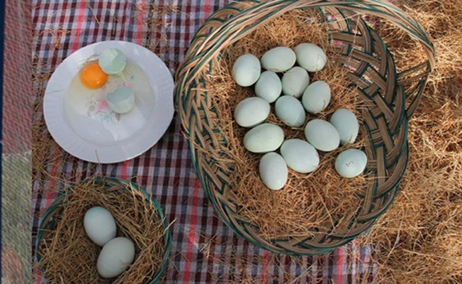 Mavi Yumurta Türkiye’de!