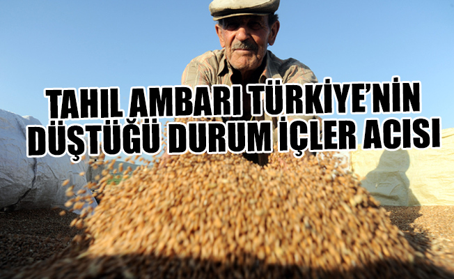 Türkiye, Avrupa’dan 230 bin ton buğday alacak!