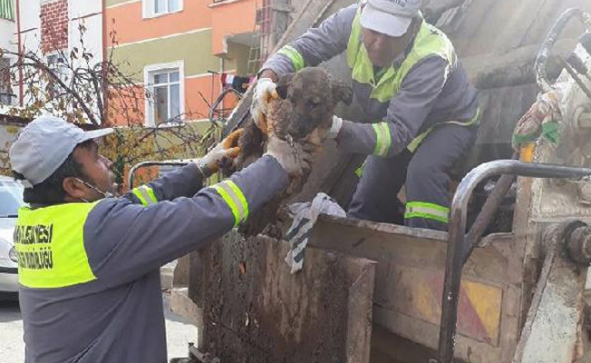 Çuval içinde çöpe atılan köpek, barınakta rehabilite ediliyor