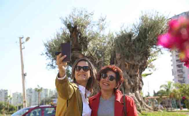 Mersin’de bin 500 yıllık zeytin ağacı tescillenecek