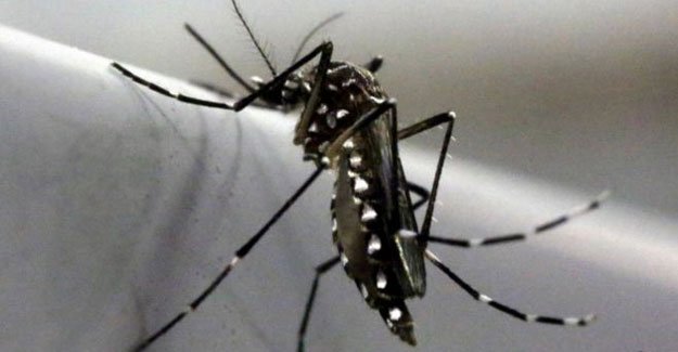 Zika virüsünün spermde yaşam süresi 2 katına çıktı