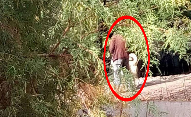 Çorum’da iğrenç olay! Kangal köpeğine tecavüz ederken yakalandı