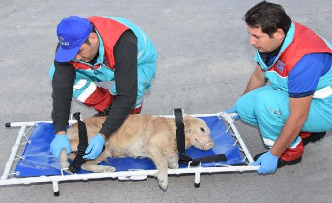Yaralı hayvanlara ambulanslı müdahale