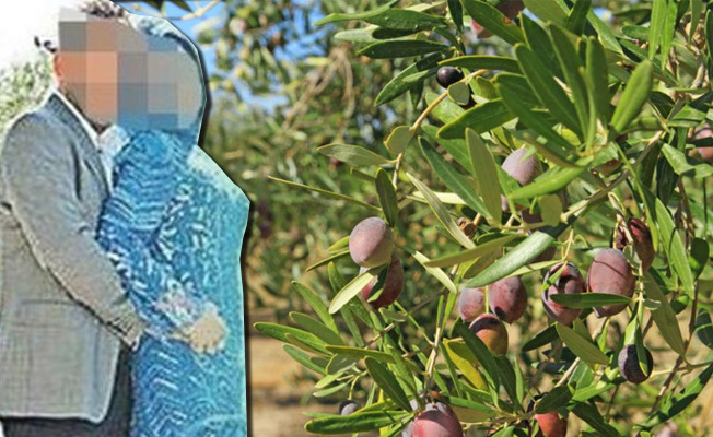 Akhisar'da zeytin vurgunu! 30 milyon TL'lik soruşturma