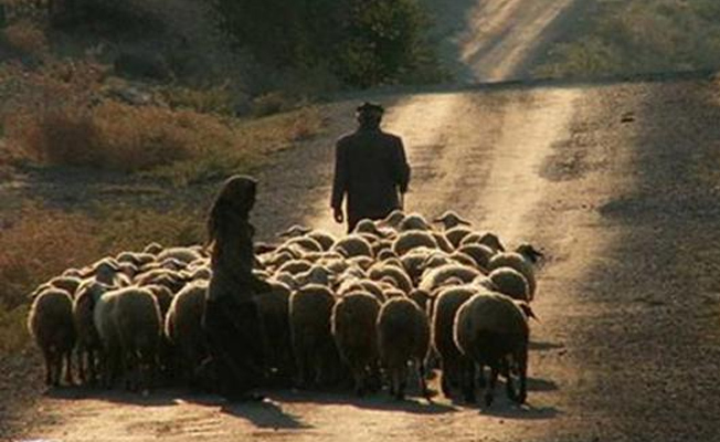 4 bin lira aylık ücretle çoban bulunamıyor