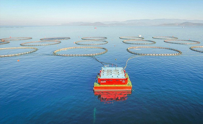 Kültür balıkçılığının ihracatı 800 milyon doları aştı!