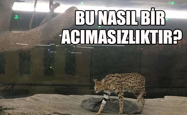 Ankara'daki AVM'de kediyi cam bölmede sergilediler!