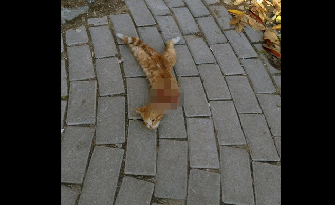 Kaldırımda kafası kesilmiş kedi bulundu