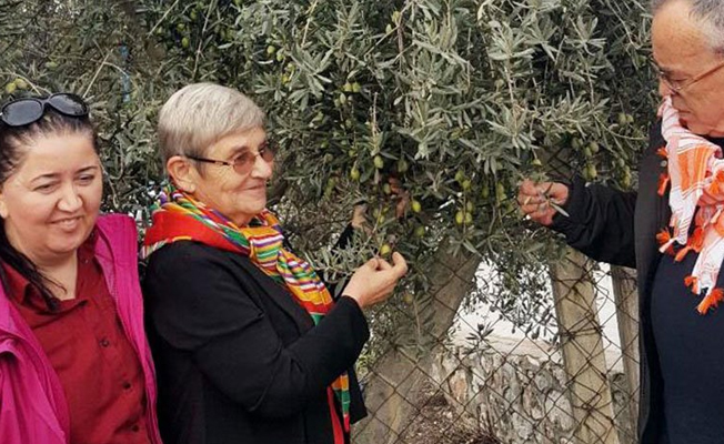 Canan Karatay: Bol bol zeytinyağı için
