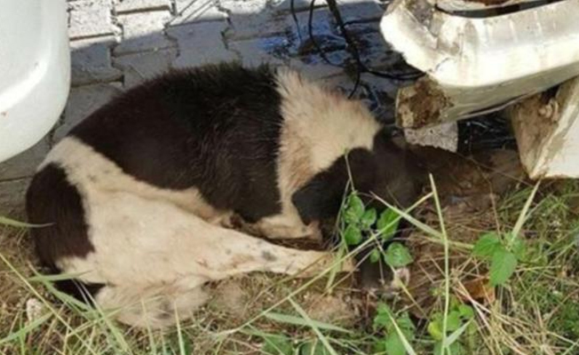 Aydın'da köpekleri zehirli et ve mamalarla vahşice öldürdüler