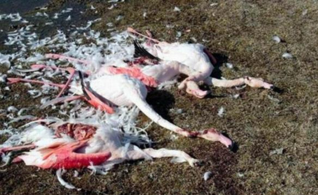 Konya'da flamingo katliamı