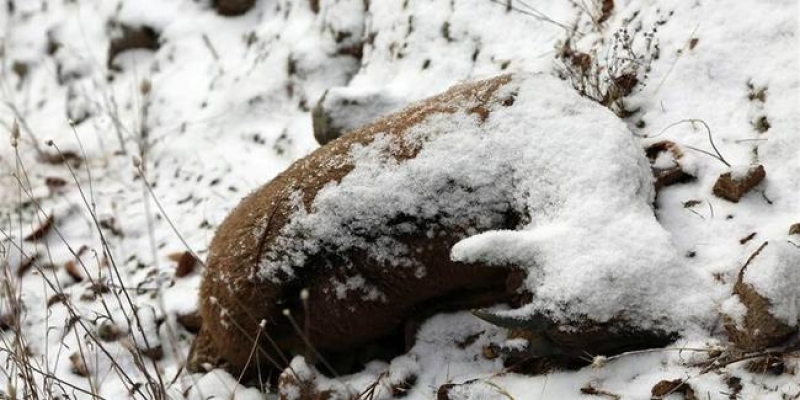 Tunceli’deki keçi ölümlerinin nedeni belli oldu