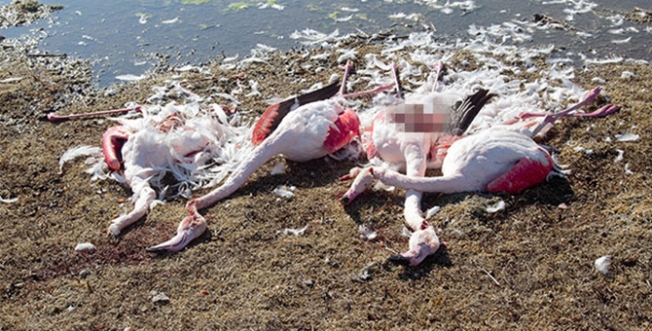 Akgöl'de flamingo katliamı