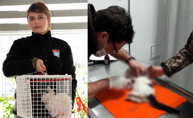 Yaralı kedi için kapı kapı dolaştı... Tedavi ettiremedi