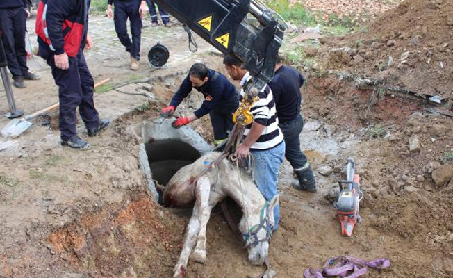 Kanalizasyona düşen atı, itfaiye kurtardı