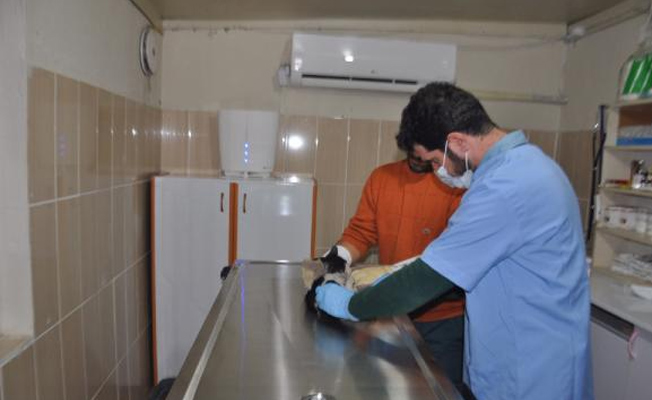 Otomobilde sıkışan kedi kurtarılıp ameliyat edildi