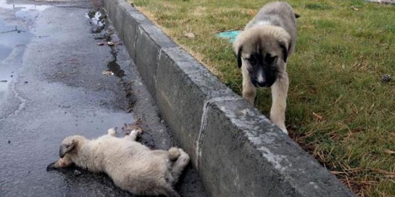 Yanında ölen köpeğin başından ayrılmadı
