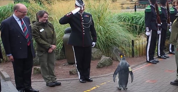 General Penguen