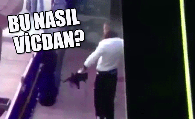 Erzincan Orduevi’nde yavru kediye akılalmaz işkence