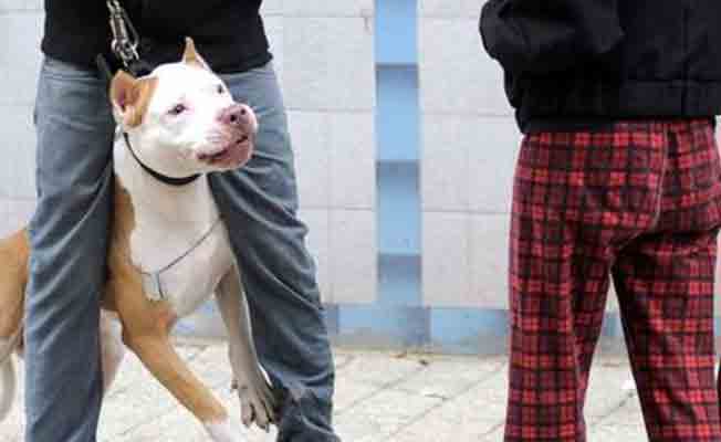 Mahkeme köpeği silah saydı 6 yıl hapis cezası verdi