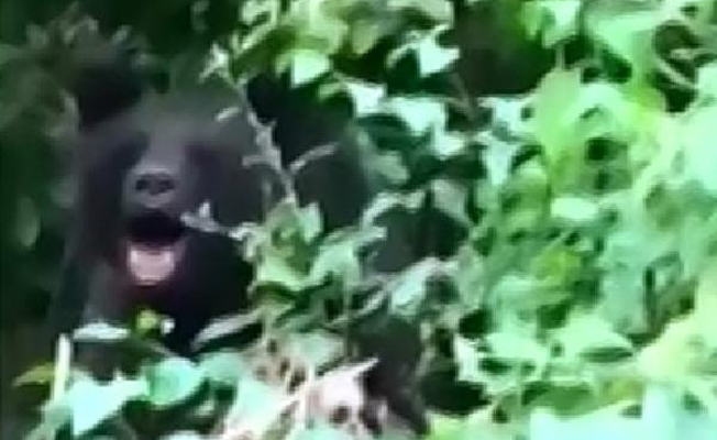Kapana sıkışan ayıya taş ve sopa attılar