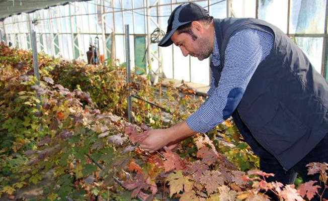 Tokat'ta yeni üzüm çeşidi geliştirilmeye başlandı