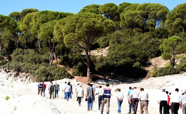 Sevindiren haber... Çam ağaçlarının kesilmesi durduruldu
