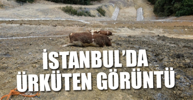 İstanbul'da kurbanlık katliamı