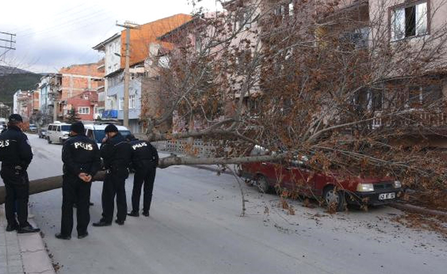 Rüzgarın kökünden söktüğü ağaç, otomobilin üzerine düştü