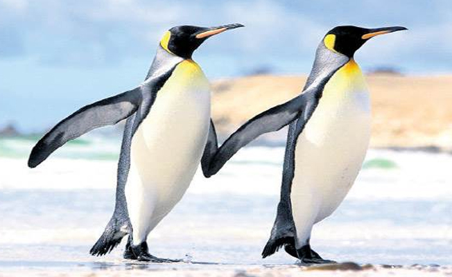 Yeni Zelanda sahilinde insan boyutunda penguen fosili bulundu