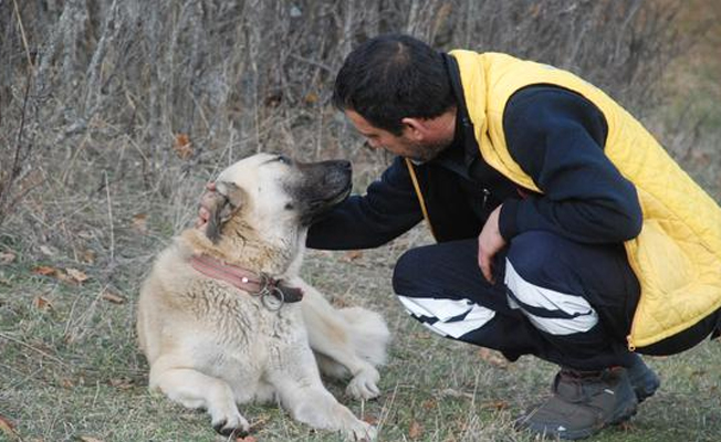 Kayıplara karışan ailenin köpeklerine HAYTAP sahip çıktı