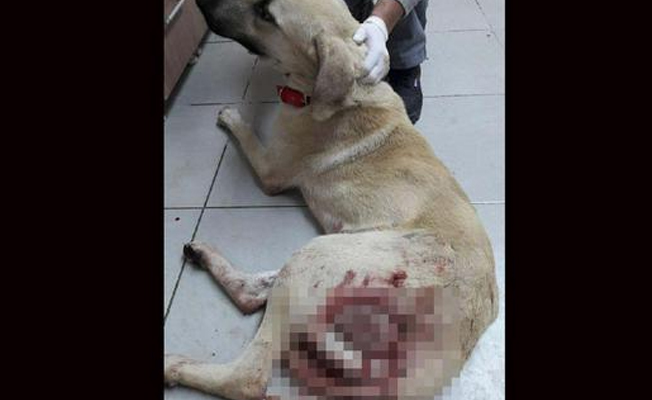 Bir sokak köpeği daha av tüfeğiyle yaralandı