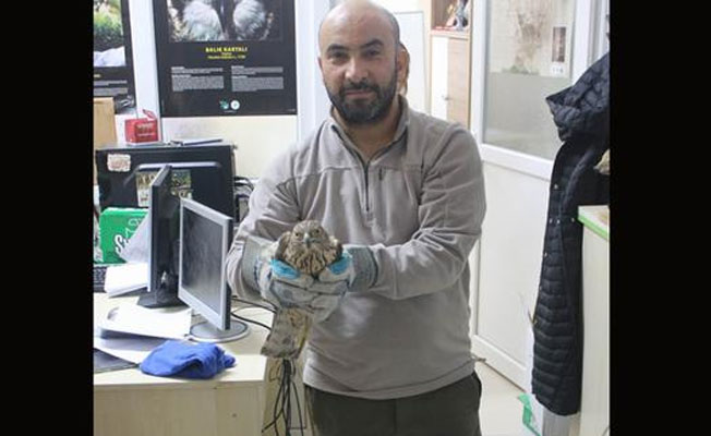 Kanadı sıkışan çakırkuşunu ekolog kurtardı
