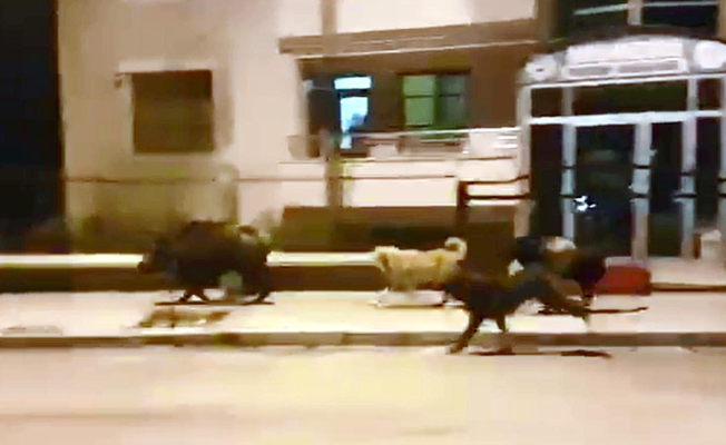 Domuzlar kente indi, köpekler kovaladı