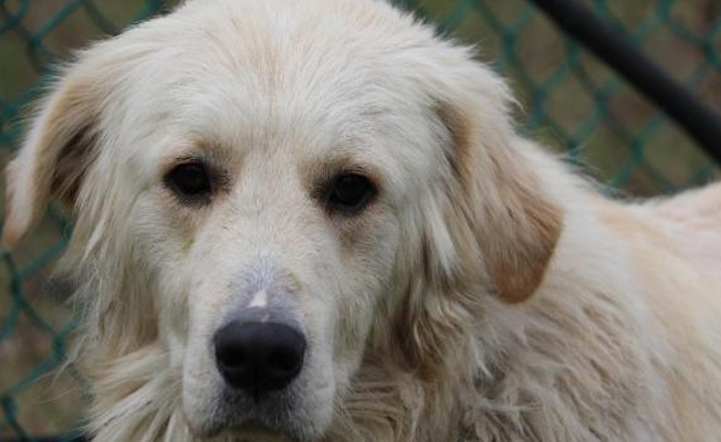 O köpekler kanseri koklayarak teşhis edecek!