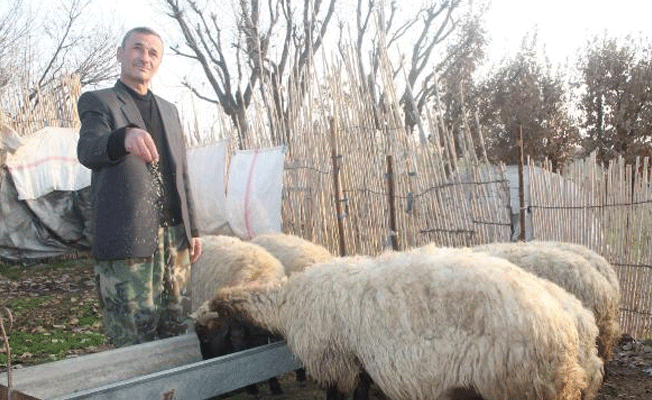 Silopi'de yayla yasağının kalkması mutlulukla karşılandı!