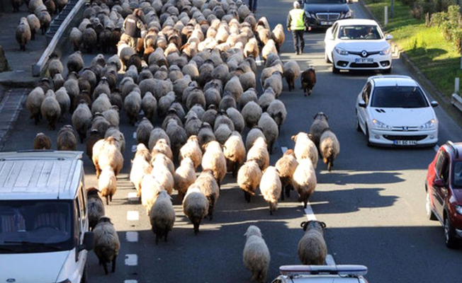 Koyun sürüsü trafiği sıkıştırınca sürücüler şaşıp kaldı!