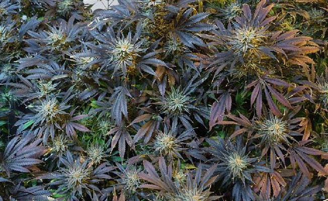 Kanada'da marihuana kullanımına politikacılar da destek veriyor!