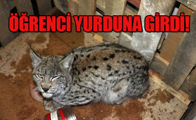 İlk gördüklerinde kedi sandılar!