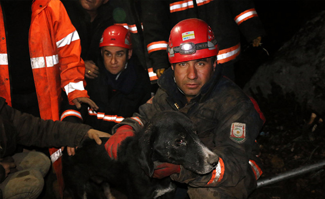 Kayalıklara sıkışan köpek kurtarıldı