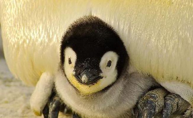 Üşüyen penguenler kapalı alanlara alındı