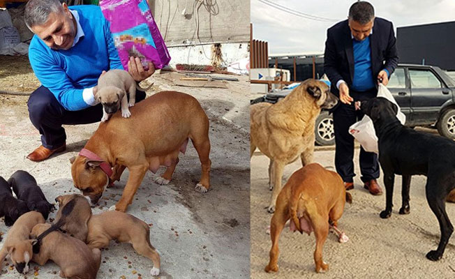 ‘Hayvansever savcı’ sokak hayvanlarını besledi