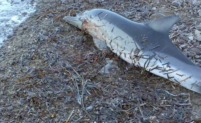 Bodrum'da vahşet: Böyle bulundu
